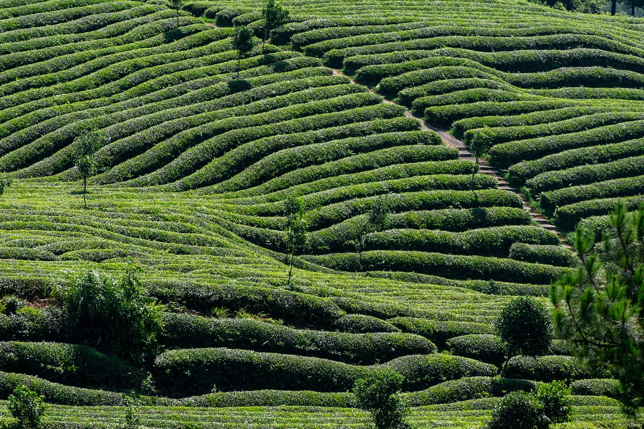 tea, tea garden, tea tree, green, agriculture, farmland, nature, natural, plant